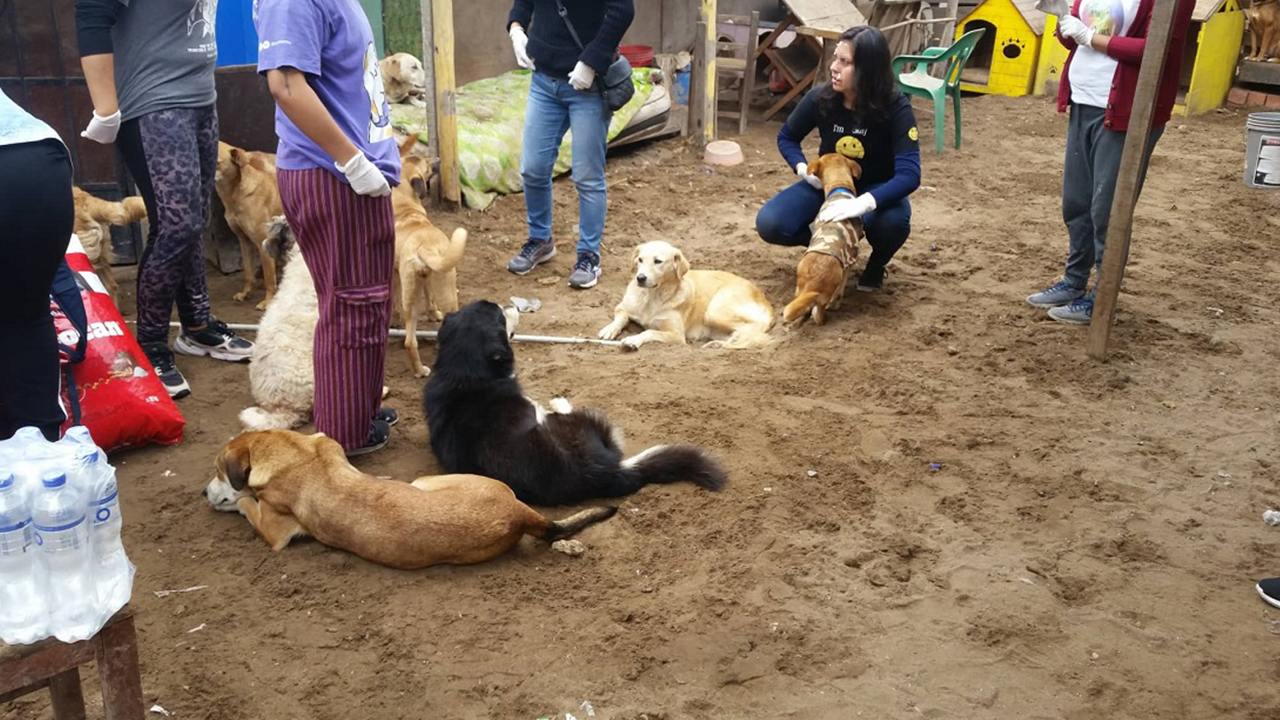 Condenan a mujer por abandono de animales en Gregorio Albarracín
